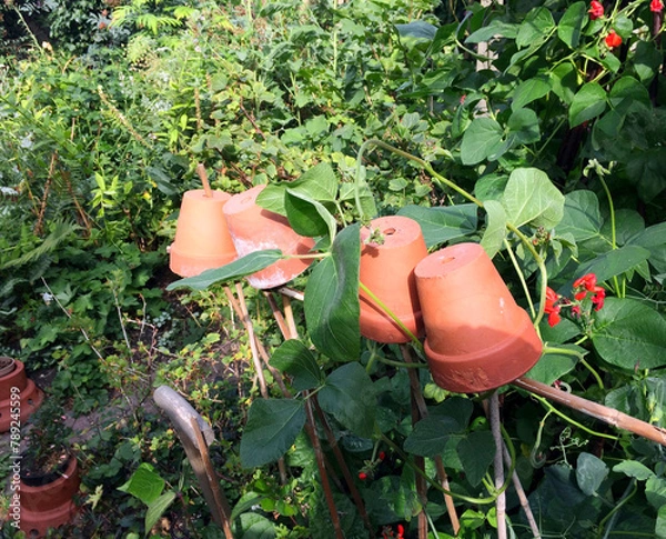 Fototapeta horizontal image of four clay plant pots upended on bean canes. red flowering runner beans growing over a garden hedge. an English garden.