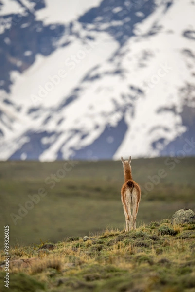 Obraz Guanaco stands on grassy ridge facing away