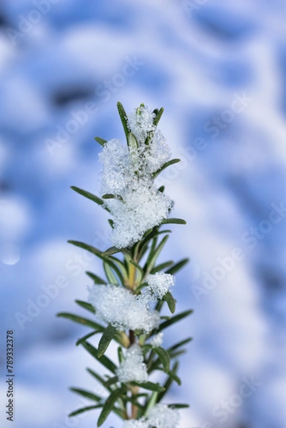 Obraz frost on branches