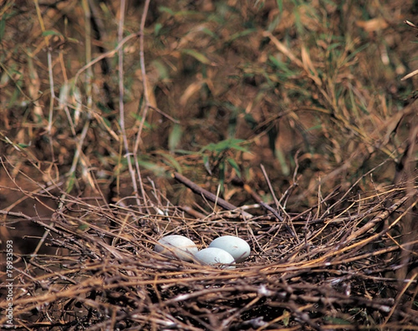 Fototapeta 알과 둥지