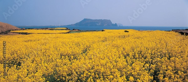 Obraz 유채꽃과 제주도