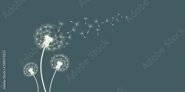 Obraz Vector illustration of dandelion time. Beautiful realistic Dandelion seeds blowing in the wind. The wind inflates a dandelion isolated in an editable evening background.