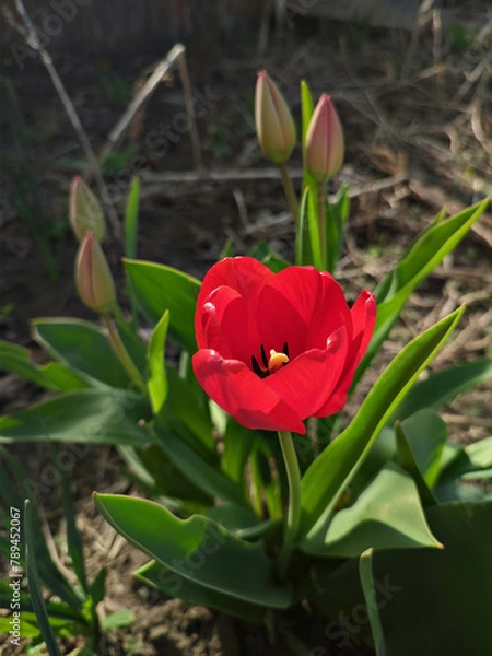 Obraz A beautiful red tulip bloomed in spring