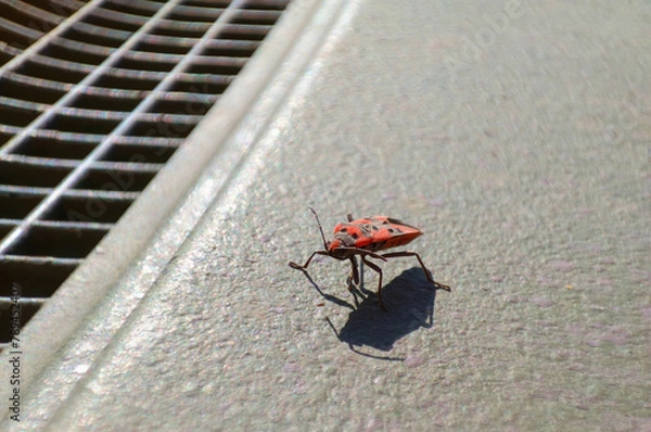 Obraz red beetle on a brightly lit surface, shadow