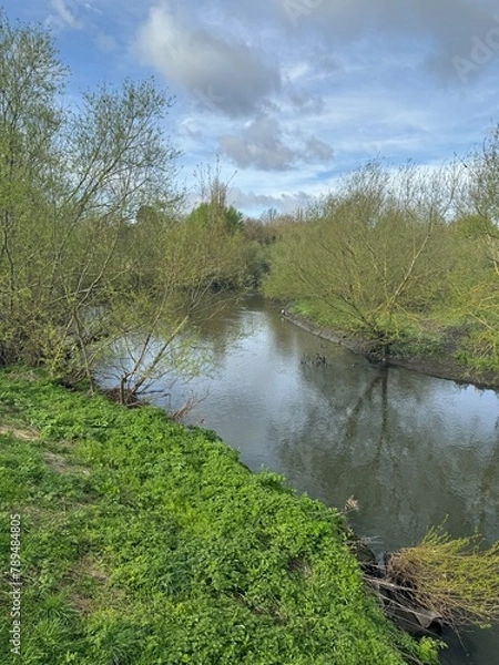 Obraz river in the forest