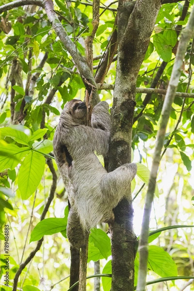 Fototapeta Dreifinger-Faultier