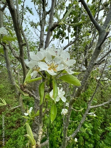 Obraz tree blossom