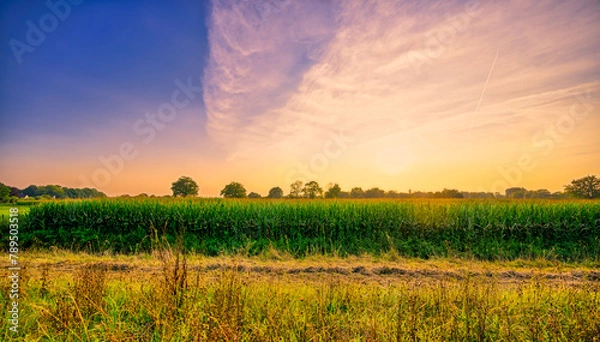 Obraz Sunset over corn growing fields near the village of Aarle-Rixtel, The Netherlands.