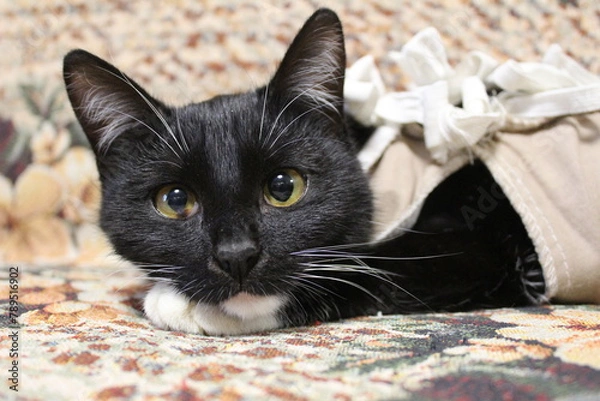 Obraz A black young cat after surgery in a blanket, bandage