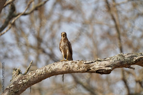 Fototapeta White-eyed Buzzard Posing