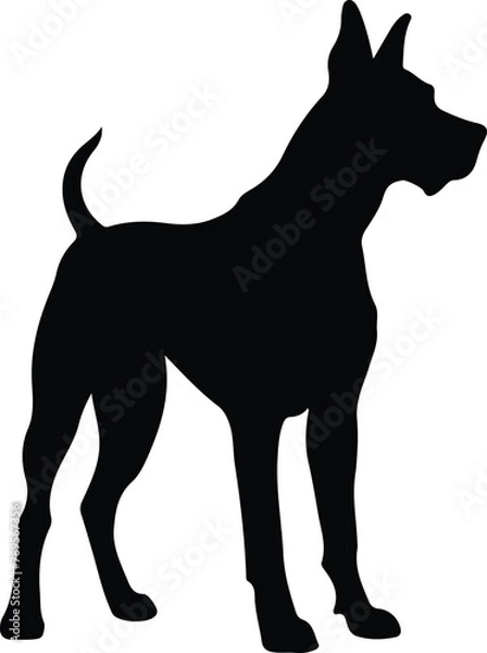 Obraz Great Dane silhouette