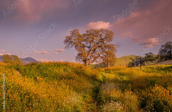 Fototapeta Landscape with wildflowers, oaks, and clouds