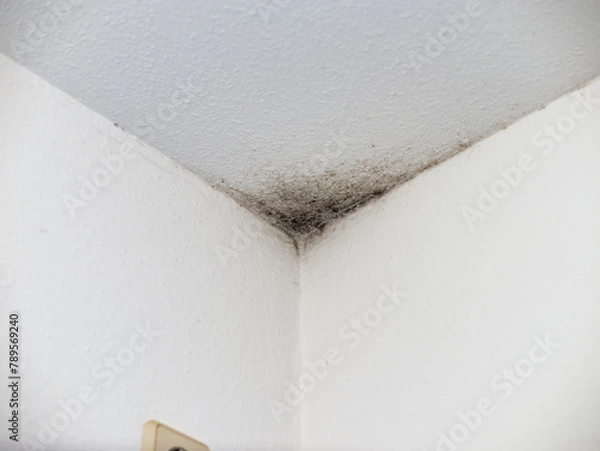 Fototapeta Black mould in a corner of a domestic room. Dangerous and unhealthy problem due to mistakes in the construction of the building. Water and moisture in the house wall.