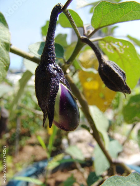 Fototapeta 식물이미지