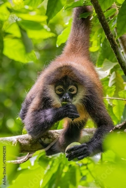 Fototapeta Spinnenaffe