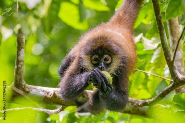 Fototapeta Spinnenaffe