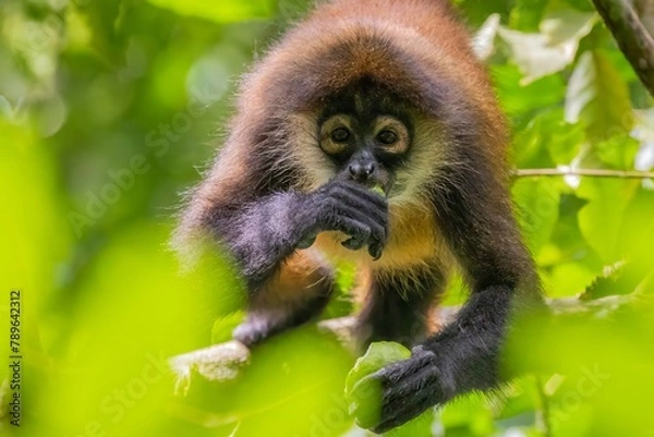 Fototapeta Spinnenaffe