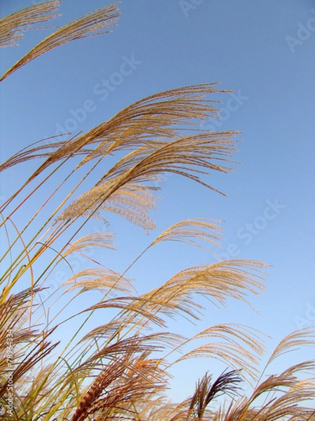 Fototapeta 자연이미지