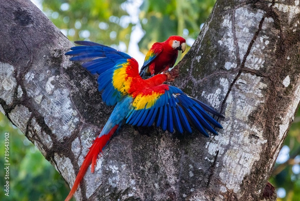 Fototapeta Scharlachara an einem großen Baum