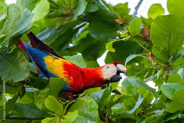 Fototapeta Scharlachara in einem Mandelbaum