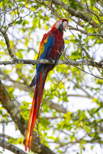 Fototapeta Alter Scharlachara auf einem Ast