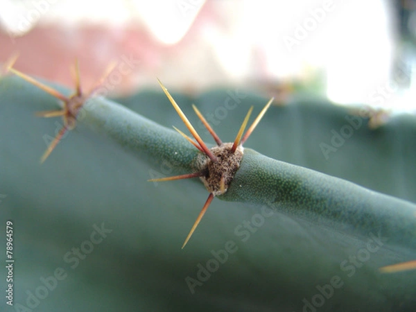 Obraz 자연이미지