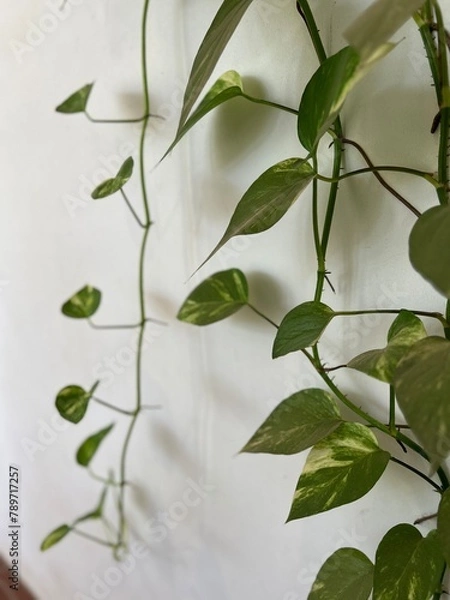 Fototapeta greenery on a white wall background -travel texture in Cambodia