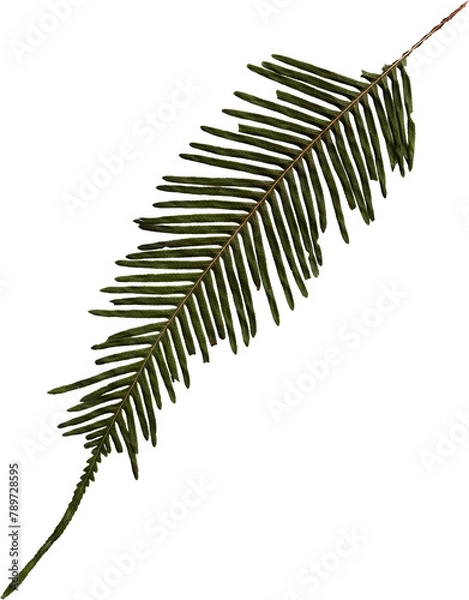 Fototapeta Pressed fern leaf