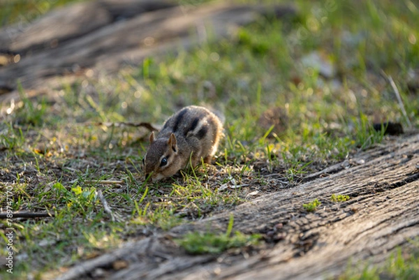 Obraz chipmunk foraging for food