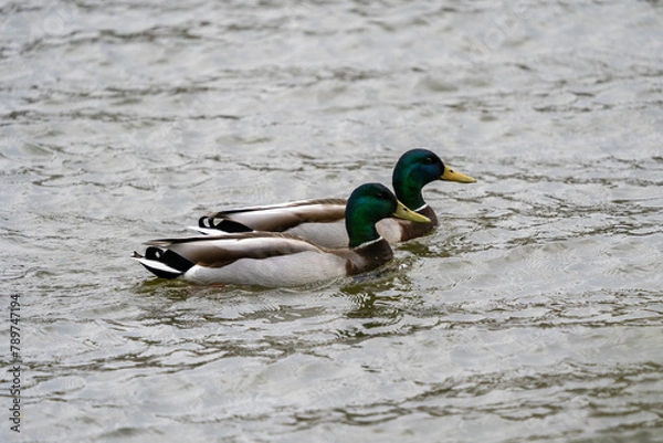 Obraz mallards swimming together