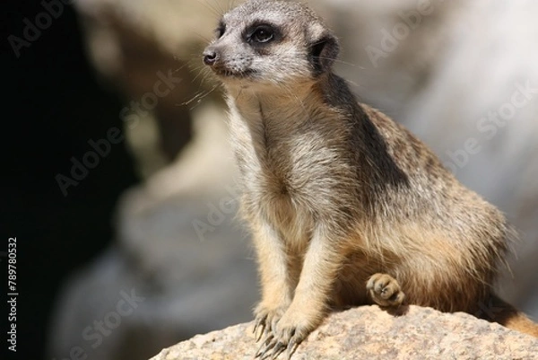 Obraz meerkat on guard