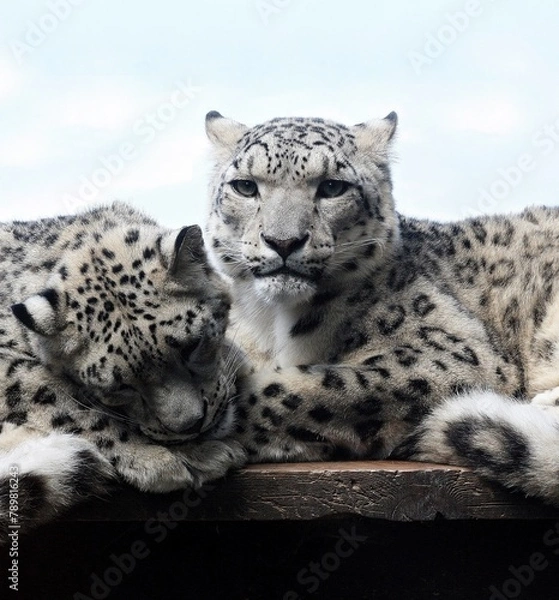 Obraz leopard on a tree
