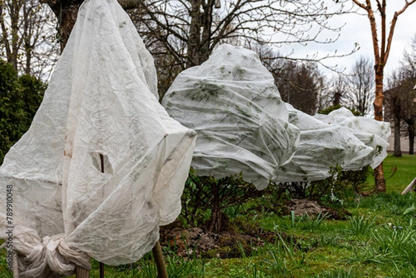 Fototapeta plants covered with agrofilm, protecting trees and bushes from spring frosts, protecting flowering bushes during low temperatures