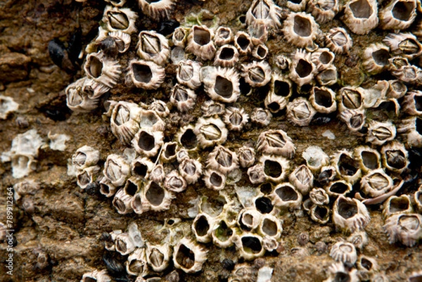 Obraz barnacle on a rock