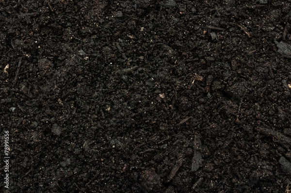 Fototapeta Terra Preta