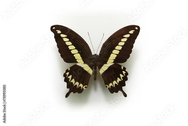 Fototapeta 동물이미지