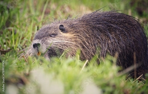 Obraz Nutria