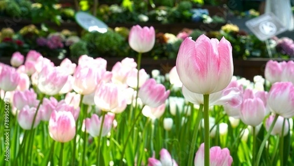 Obraz pink tulips in spring