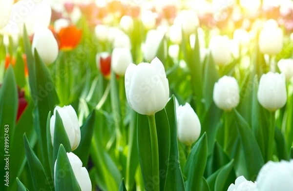 Fototapeta tulips on green grass background