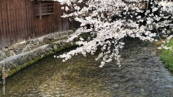 Obraz 祇園白川と桜