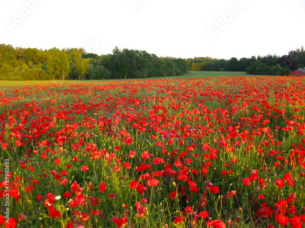 Fototapeta The sun casts light over the forest and poppy field in red and green
