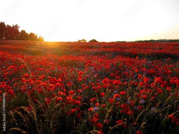 Fototapeta The sun has almost set above the poppy field just before dusk