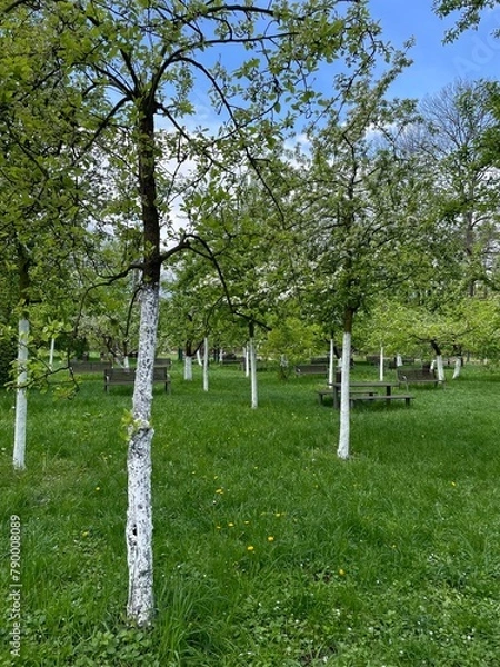 Obraz trees in the park