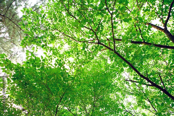 Obraz 나뭇가지이미지