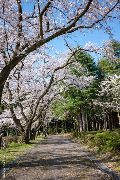 Fototapeta 空に伸びるさくらの樹
