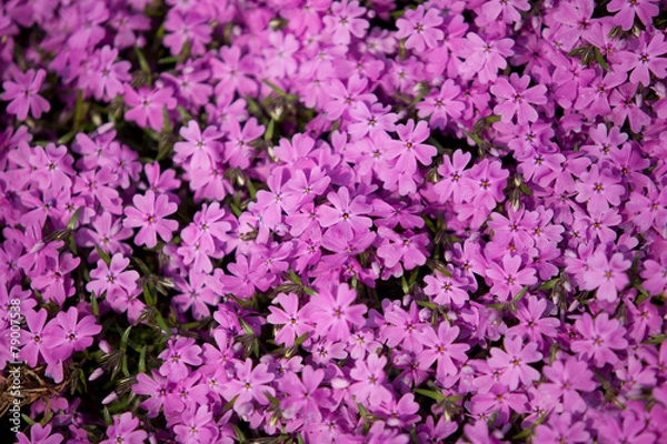 Obraz 식물이미지