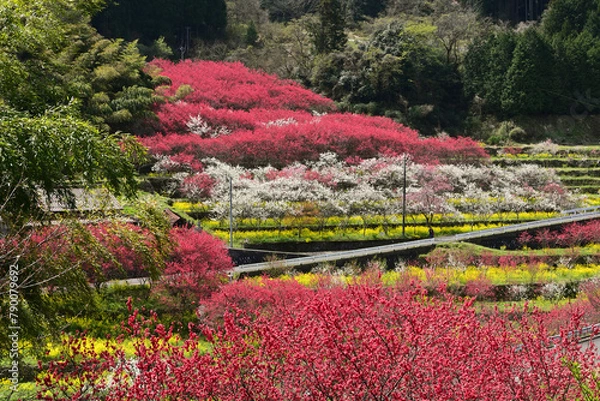 Fototapeta 天国に一番近い里と呼ばれる島根県邑智郡邑南町上口和の川角集落の花桃-03
