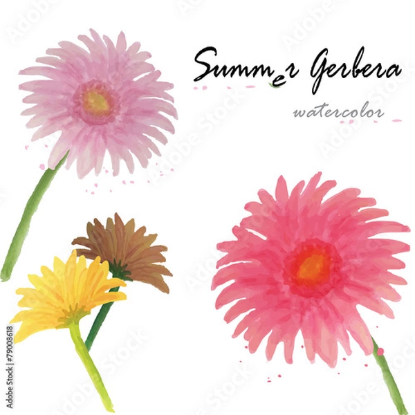 Fototapeta Watercolor  vector gerbera flowers