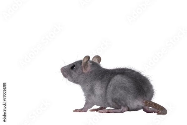 Fototapeta Blue baby rat standing side ways. Looking to the back and away from camera. Isolated cutout on a transparent background.