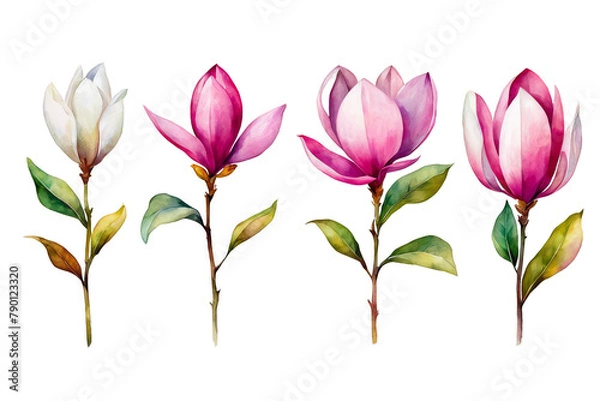 Fototapeta Set of magnolia flowers stem watercolor illustration set of 4, clipart floral botanical isolated, pink white floral leaves, design element